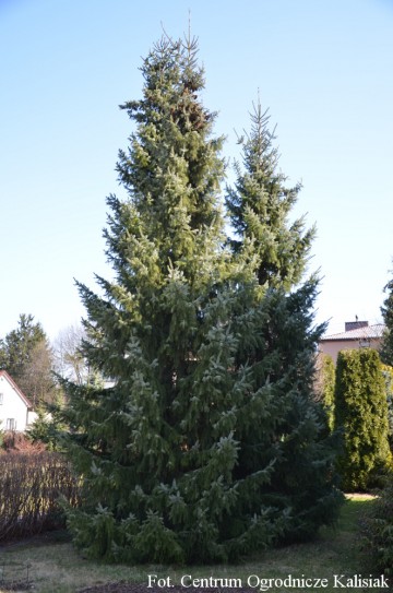 Picea omorika (Świerk serbski)  - C3