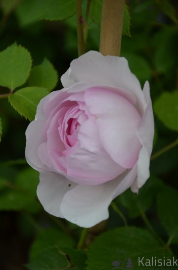 Rosa 'Olivia Rose Austin' (Róża)  - C5