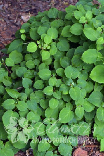 Hydrangea anomala 'Green Racer' (Hortensja pnąca)  - C2