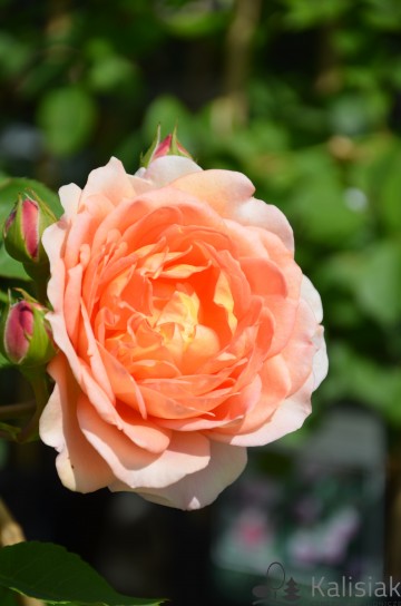 Rosa 'Lady of Shalott' (Róża parkowa)  - C5
