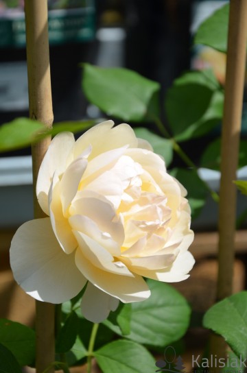 Rosa 'Roald Dahl' (Róża parkowa)  - C5