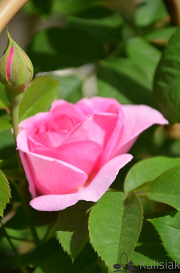 Rosa 'Gertrude Jekyll' (Róża)  - C5