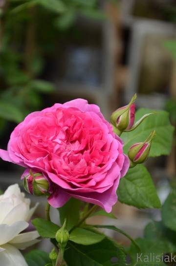Rosa 'James L. Austin' (Róża parkowa)  - C5