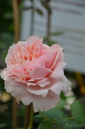 Rosa 'Schönee Maid' (Róża wielkokwiatowa)  - C5