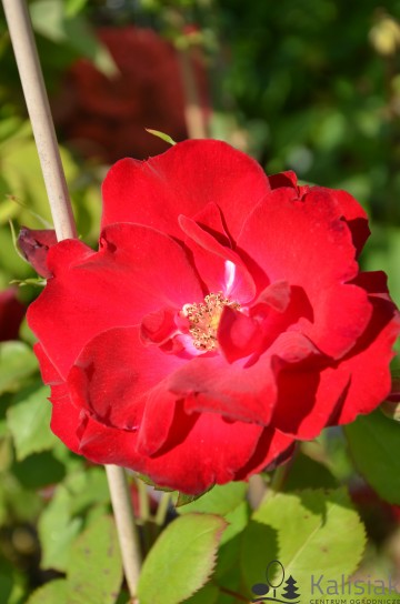 Rosa 'Nicolas' (Róża krzewiasta)  - C2