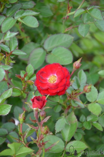 Rosa 'Mandy' (Róża miniaturowa)  - C5