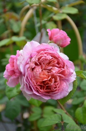 Rosa 'Eisvogel' (Róża nostalgiczna)  - C5 PA