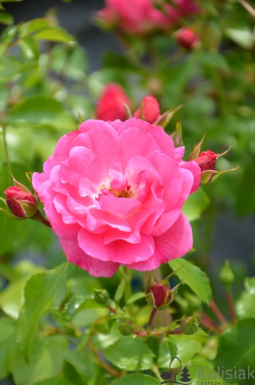 Rosa 'Heidetraum' (Róża okrywowa)  - C3