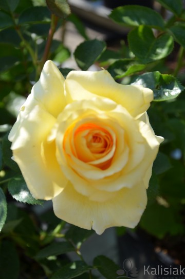 Rosa 'Sommergold' (Róża pnąca)  - C5