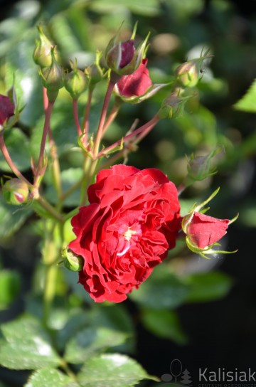 Rosa 'Crimson Siluetta' (Róża pnąca)  - C5