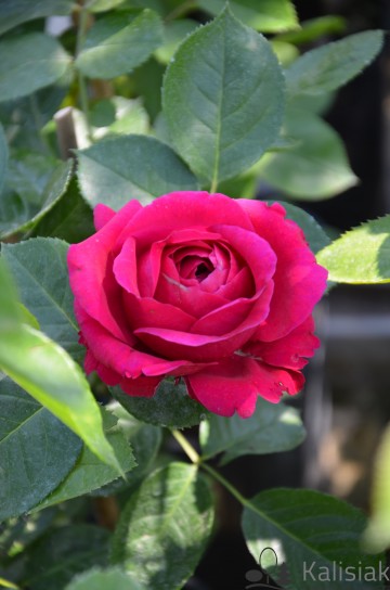 Rosa 'Marietta' (Róża wielkokwiatowa)  - C5
