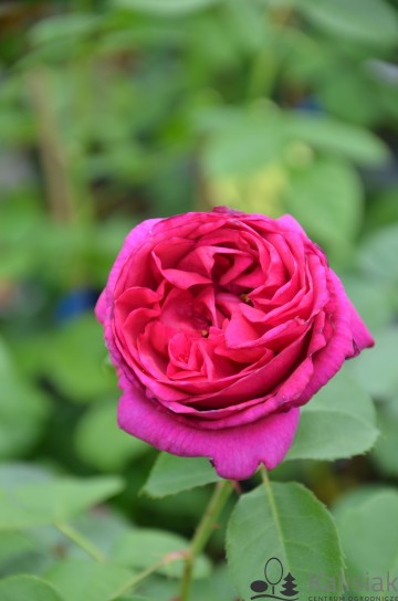 Rosa 'Für Elise' (Róża rabatowa)  - C5