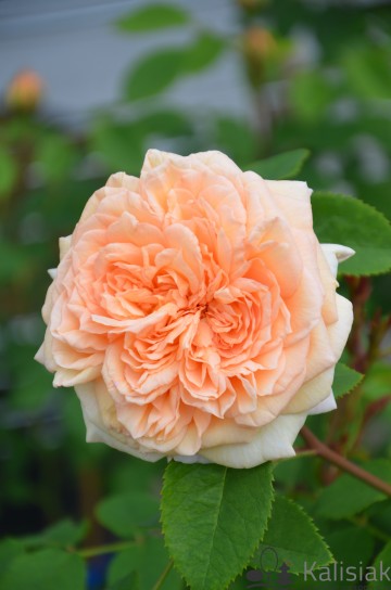 Rosa 'Bathsheba' (Róża pnąca)  - C5