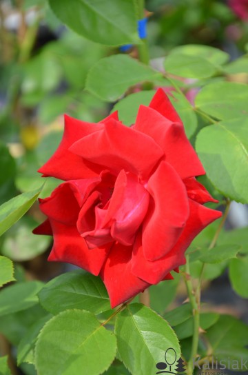Rosa 'Santana' (Róża pnąca)  - C5
