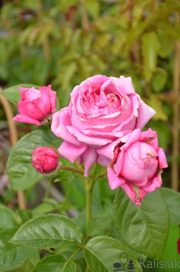 Rosa 'Anuschka' (Róża wielkokwiatowa)  - C5