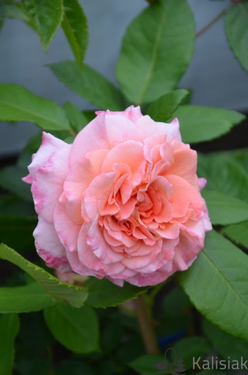 Rosa 'Augusta Luise' (Róża wielkokwiatowa)  - C5