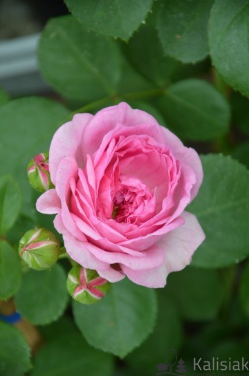 Rosa 'Modern Art' (Róża wielkokwiatowa)  - C5