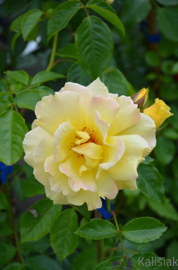 Rosa 'Dukat' (Róża pnąca)  - C5