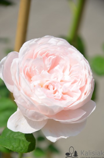 Rosa 'Queen of Sweden' (Róża parkowa)  - C5