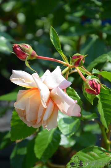 Rosa 'Barock' (Róża pnąca)  - C5