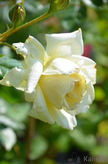 Rosa 'Elfe' (Róża pnąca)  - C5
