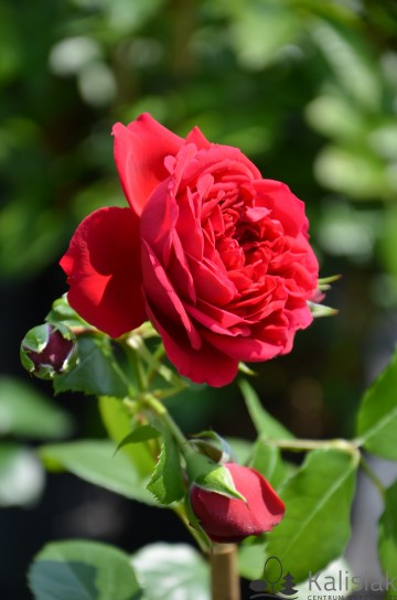 Rosa 'Florentina' (Róża pnąca)  - C5