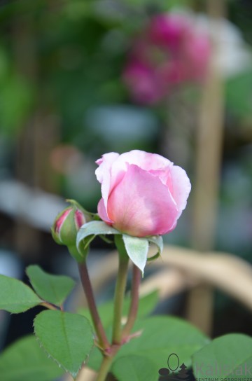 Rosa 'James Galway' (Róża pnąca)  - C5