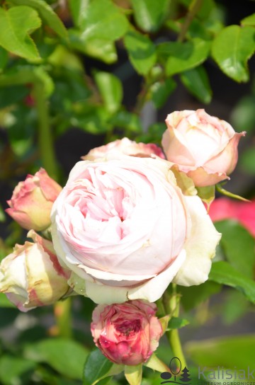 Rosa 'Giardina' (Róża pnąca nostalgiczna)  - C5