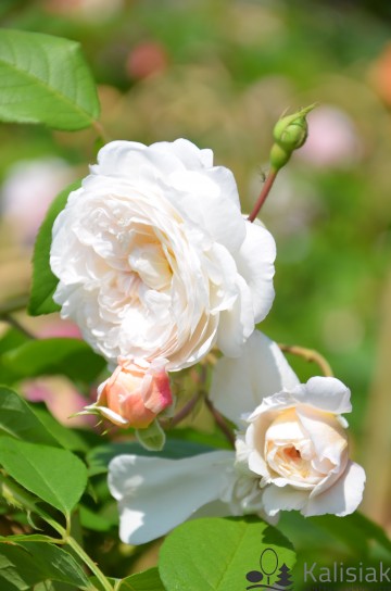 Rosa 'The Albrighton Rambler' (Róża pnąca)  - C5