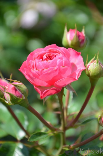 Rosa 'Candy Rokoko' (Róża)  - C5