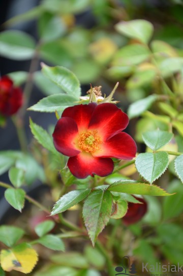 Rosa 'Everglow Ruby' (Róża)  - C3