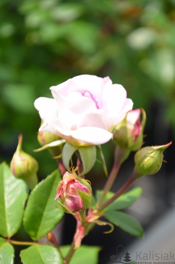 Rosa 'Saphir' (Róża parkowa nostalgiczna)  - C5