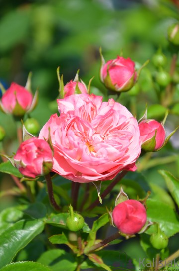 Rosa 'Playful Rokoko' (Róża)  - C5