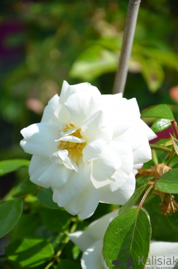 Rosa 'White New Dawn' (Róża pnąca)  - C2