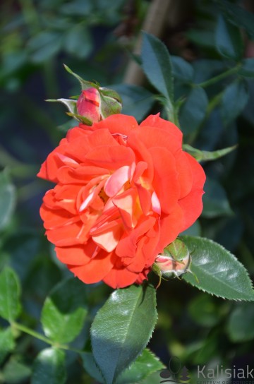 Rosa STARLET ROSES 'Carmen' (Róża)  - C5