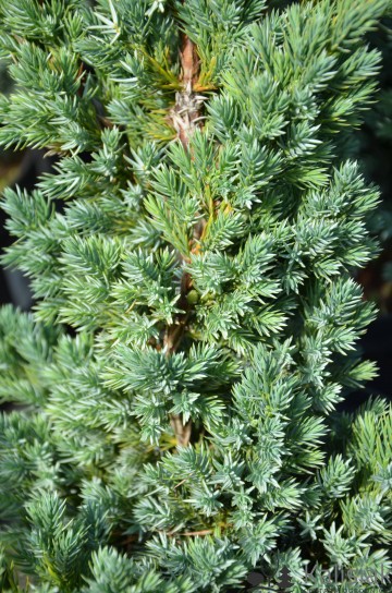 Juniperus squamata 'Meyeri' (Jałowiec łuskowaty)  - C2