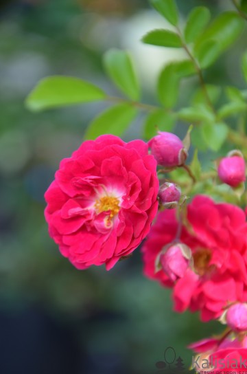 Rosa 'Excelsa' (Róża pnąca)  - C2