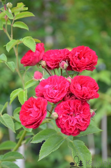 Rosa 'Chevy Chase' (Róża pnąca)  - C2
