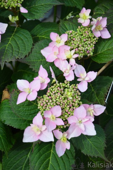 Hydrangea serrata 'Pink Sweethearts' (Hortensja piłkowana)  - C5