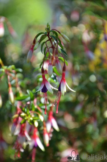 Fuchsia magellanica var. arauco (Fuksja magellańska)  - C2
