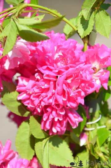 Rosa SUPER DOROTHY 'Heldoro' (Róża pnąca)  - C2