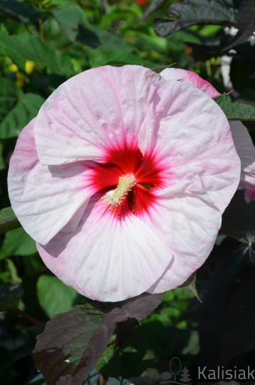 Hibiscus Summerific 'Perfect Storm' (Hibiskus bagienny)  - C5