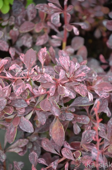 Berberis thunbergii 'Rose Glow' (Berberys Thunberga)  - C5 PA