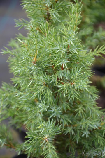 Juniperus communis 'Arnold' (Jałowiec pospolity)  - C2