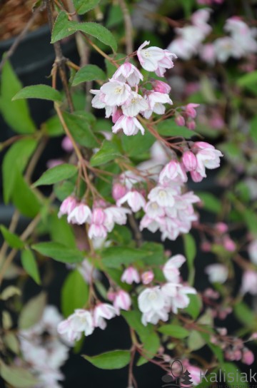 Deutzia purpurascens 'Kalmiiflora' (Żylistek zaróżowiony)  - C2