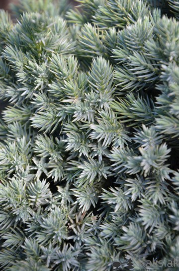 Juniperus squamata 'Blue Star' (Jałowiec łuskowaty)  - C5