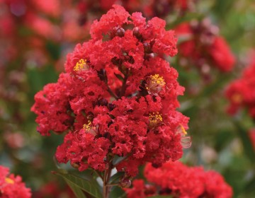 Lagerstroemia 'Enduring Summer Red' (Lagerstremia indyjska)  - C4