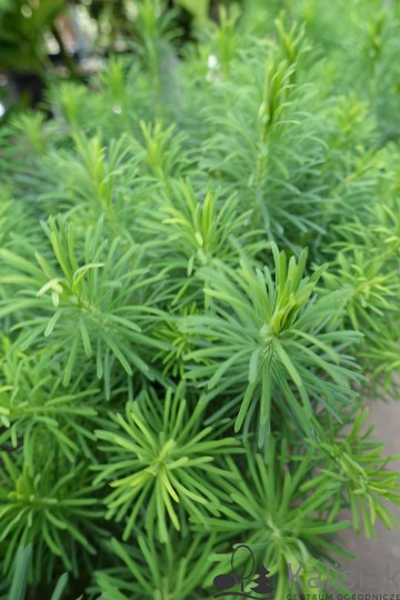Euphorbia cyparissias (Wilczomlecz sosnka)  - C2