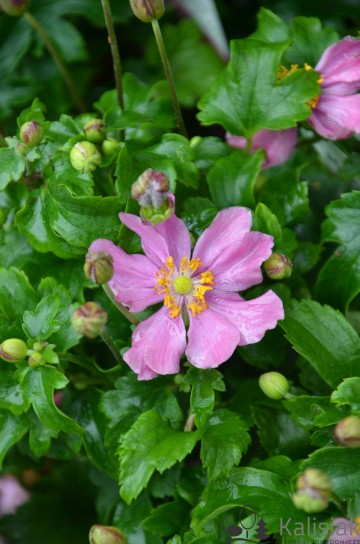 Anemone hupehensis 'Little Breeze Pink' (Zawilec hupeheński)  - C2
