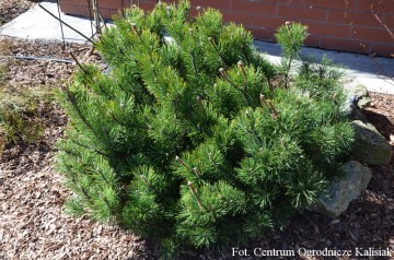Pinus mugo var. pumilio (Sosna kosodrzewina)  - C2